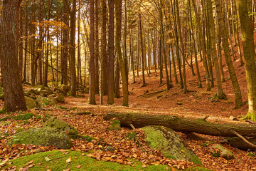 bergiger Wald im Harz