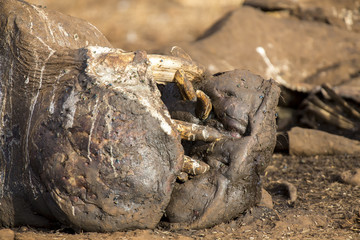 Carcass of a hippo that died during drought, with focus on the mouth