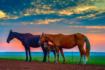 Fototapeta na wymiar horses at sunset in a meadow 