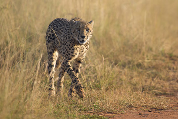 Fototapeta na wymiar Female cheetah walking along a road to her cub