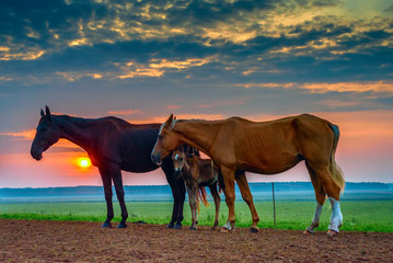 horses at sunset in a meadow 