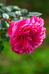 Blooms fragrant pink rose