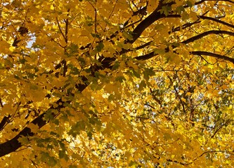 Green and yellow maple foliage