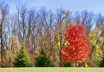 Brilliant maple and two pines