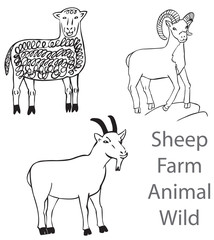 Sheep Farm Animal Wild