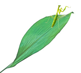 Green mantis isolated on white background