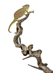 Chameleon on branch