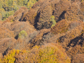 Drone aerial view of woods during the autumn season with warn colors