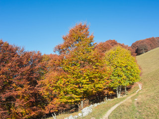Landscape of woods during the autumn season with warn colors