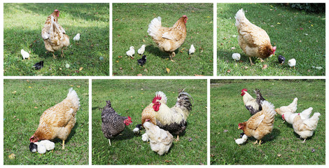 Cock with hen and nestling