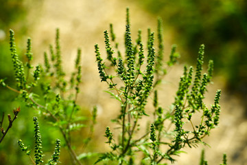 Ambrosia plant causes ragweed allergy