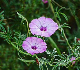 close up of flowers