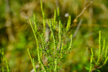 Fototapeta na wymiar Ambrosia plant causes ragweed allergy
