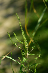 Ambrosia plant causes ragweed allergy