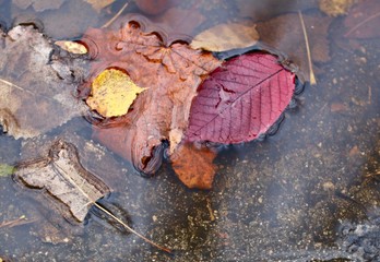 Leaf fall after the autumn rain