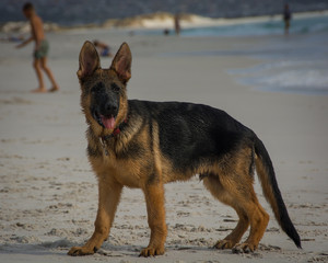 A cute German Shepherd puppy watches, ears perked on the beach.