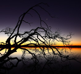 The Grace Of The Fallen Tree Lake Weyba Queensland Australia