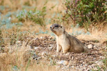 Naklejka na ściany i meble Steppe marmot (Marmota bobak). The bobak marmot, also known as the steppe marmot, is a species of marmot that inhabits the steppes of Eastern Europe and Central Asia.