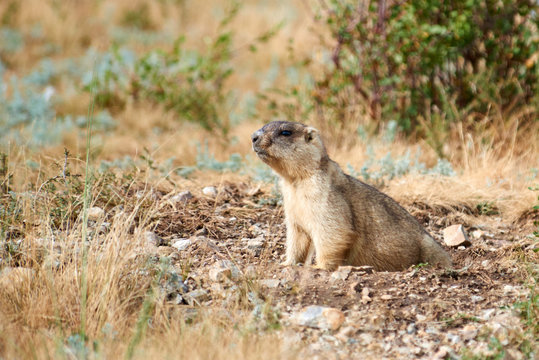 Steppe marmot (Marmota bobak). The bobak marmot, also known as the steppe marmot, is a species of marmot that inhabits the steppes of Eastern Europe and Central Asia.