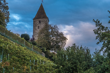 Fototapeta na wymiar Vineyards on the hills of the Rapperswil castle, Sank Gallen, Switzerland