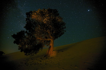 The Star Watcher Moreton Island Queensland Australia