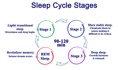 Sleep Cycle Stages - obrazy, fototapety, plakaty