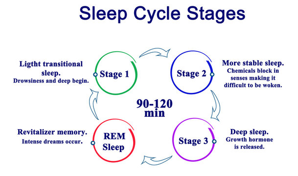 Sleep Cycle Stages