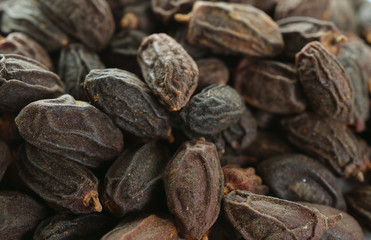 Dried NEEM Fruit with SEEDS, NIMODI (Azadirachta indica).