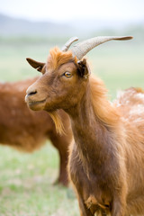 red goat
