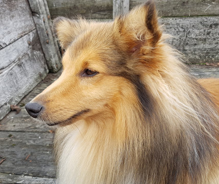 Sheltie, Shetland Sheepdog, mini collie