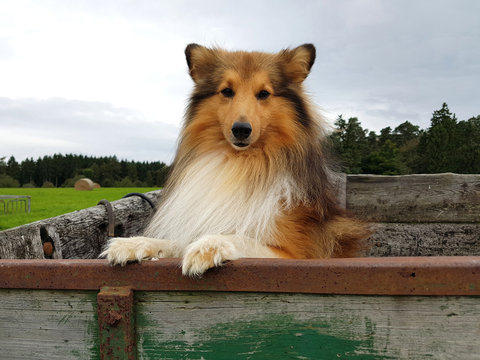 Sheltie, Shetland Sheepdog, mini collie