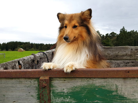 Sheltie, Hunderasse, mini collie