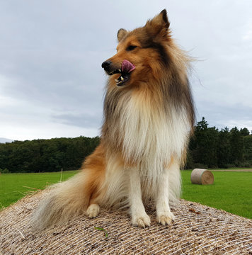 Sheltie, Hunderasse, mini collie