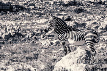 Fototapeta na wymiar Cape Mountain Zebra pricks its ears as it looks into the distance.