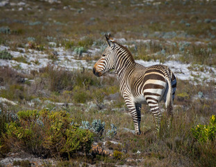 Cape Mountain Zebra, ears pricked, gazes into the distance near Cape Point, South Africa