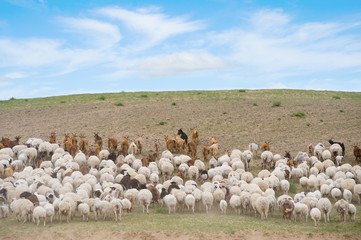 Obraz premium flock of sheep led by goats