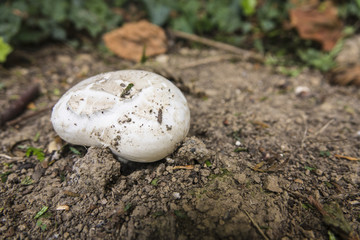 champignon sortant de terre