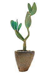 cactus isolated on white background