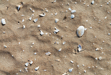 Shells on the sand.