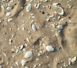Fototapeta na wymiar Shells on the sand.