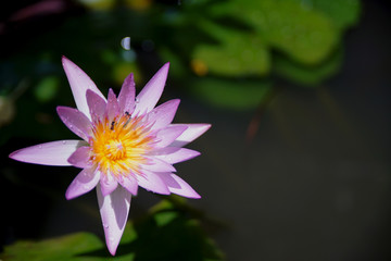 Pink Single lotus in the pond with two bees havesting the honey from it