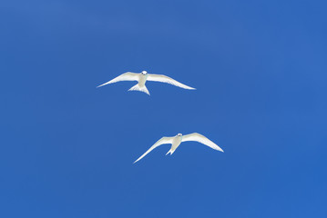 White tern, beautiful white bird flying in blue sky, peace symbol 
