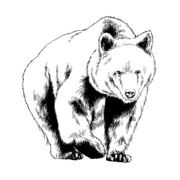 bear drawn with ink from the hands of a predator tattoo logo