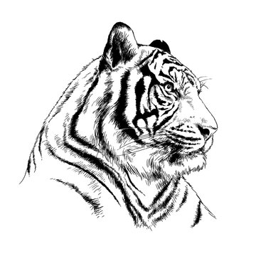 big tiger painted with ink by hand on a white background logo predator