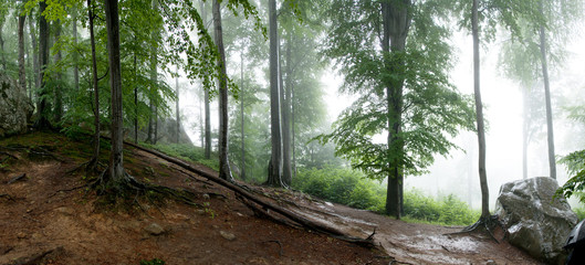 Wilderness forest in fog and rain, panoramic view