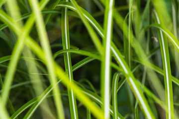 Graslandschaft im Detail