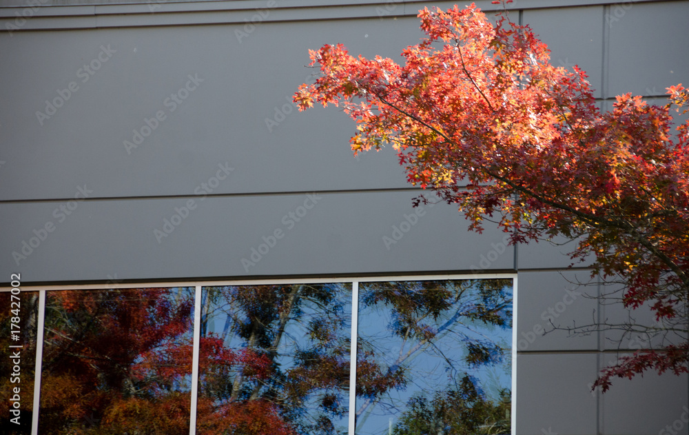 Wall mural oak and maple foliage reflections in windows of a office building in redmond