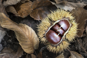 CASTA&Ntilde;AS SOBRE EL SUELO DEL BOSQUE