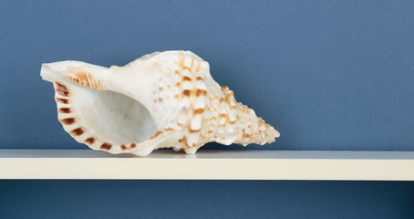 seashell on white  shelf on blue wallpaper