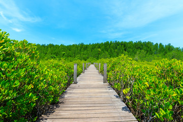 Fototapeta na wymiar Wooden walkway bridge through mangrove forrest